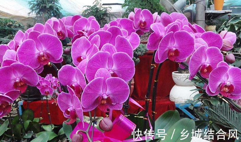 养护|抢手的年宵花蝴蝶兰养护注意这五点,植株壮花色艳花期长