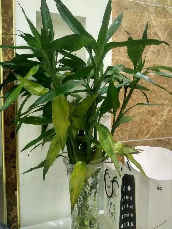 给植物浇点神奇水!一晚就能长出根系!一盆秒变百盆!