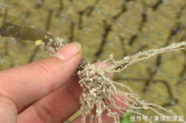 此两种水果种阳台,一根枝条就能种,果子多的压弯枝,想吃就摘