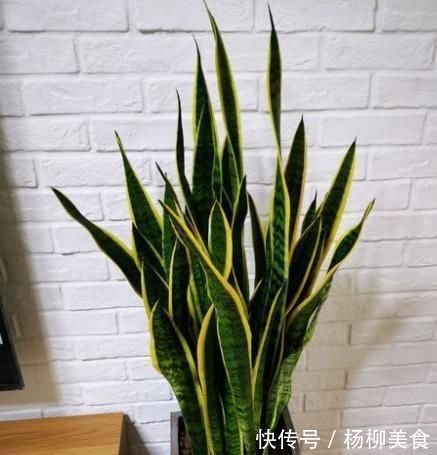 养了1年的虎皮兰,盆都挤爆了,教你1个小方法,一盆变多盆