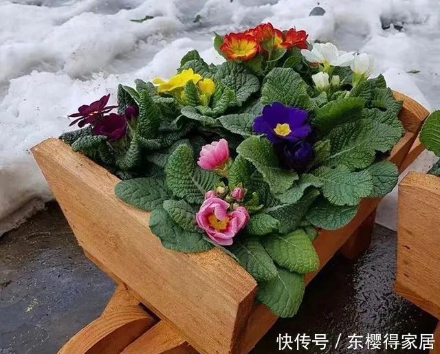 漂亮|12月在家养盆报春花,开花多又美,繁花似锦,漂亮极了