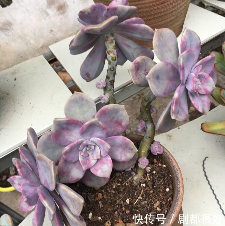 悬崖|养紫乐这种多肉,有3招,爆崽爆侧芽,还能长成悬崖桩