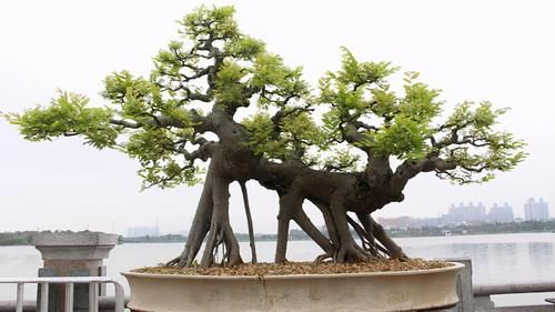 树桩的截干蓄枝期间，注意6个方面的工作，帮你培育出好桩景