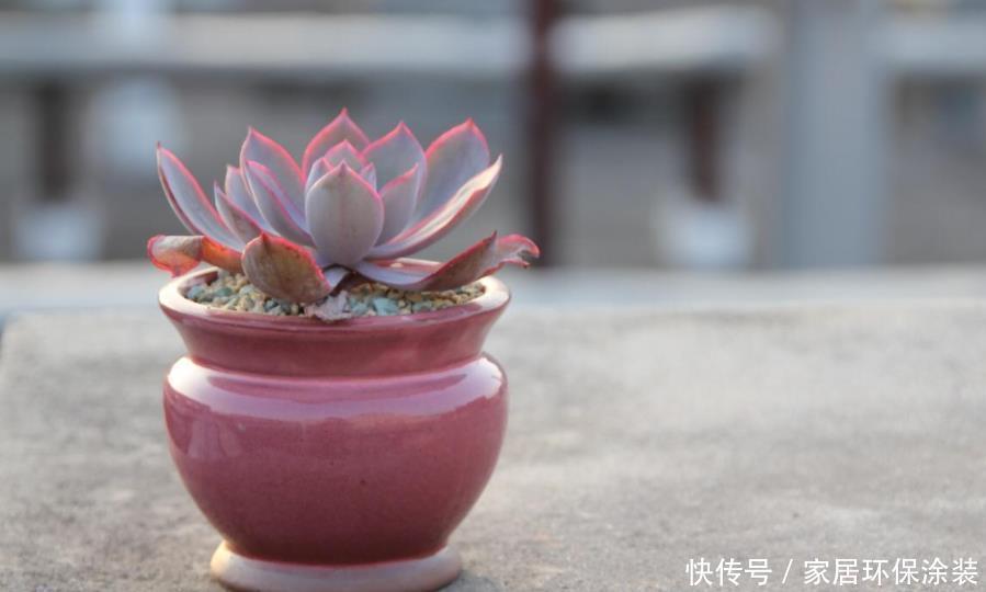 光照|闷养多肉叶子无光?拿出去这么晒,1周就变成好看的糖果色