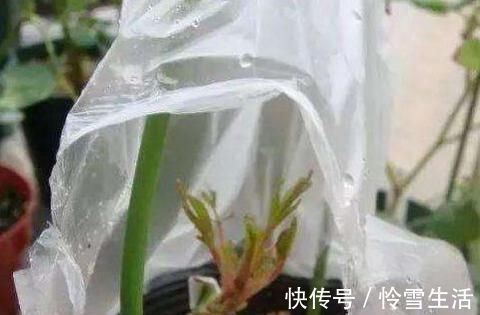 买菜的塑料袋别扔了，用来养花，养啥都旺，谁用谁知道