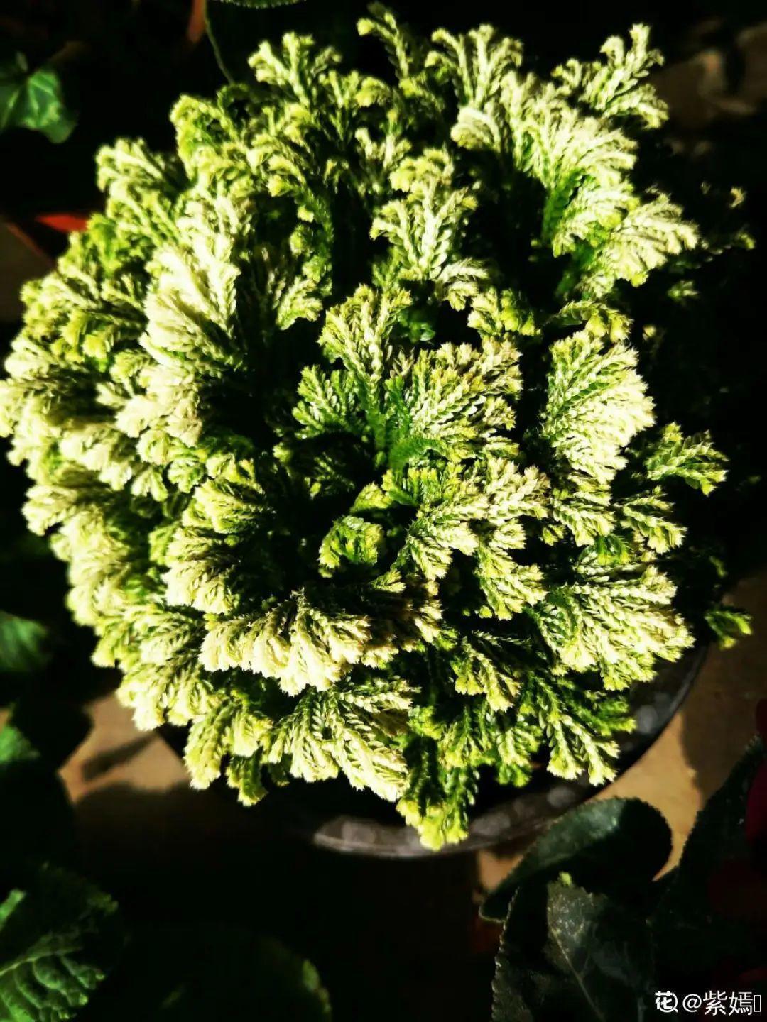 折腾不死的25种花，咋养都爆盆，家里必须养！