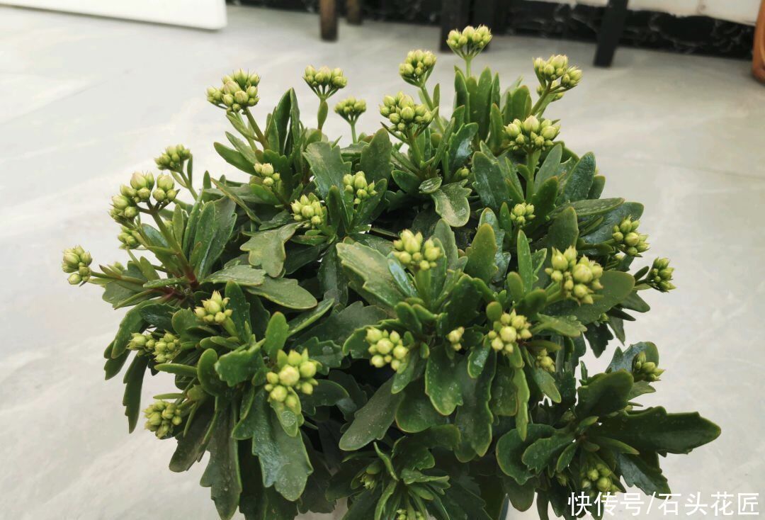 修剪|养了5年的长寿花“老桩”快开花了，总结4点经验，对你有用