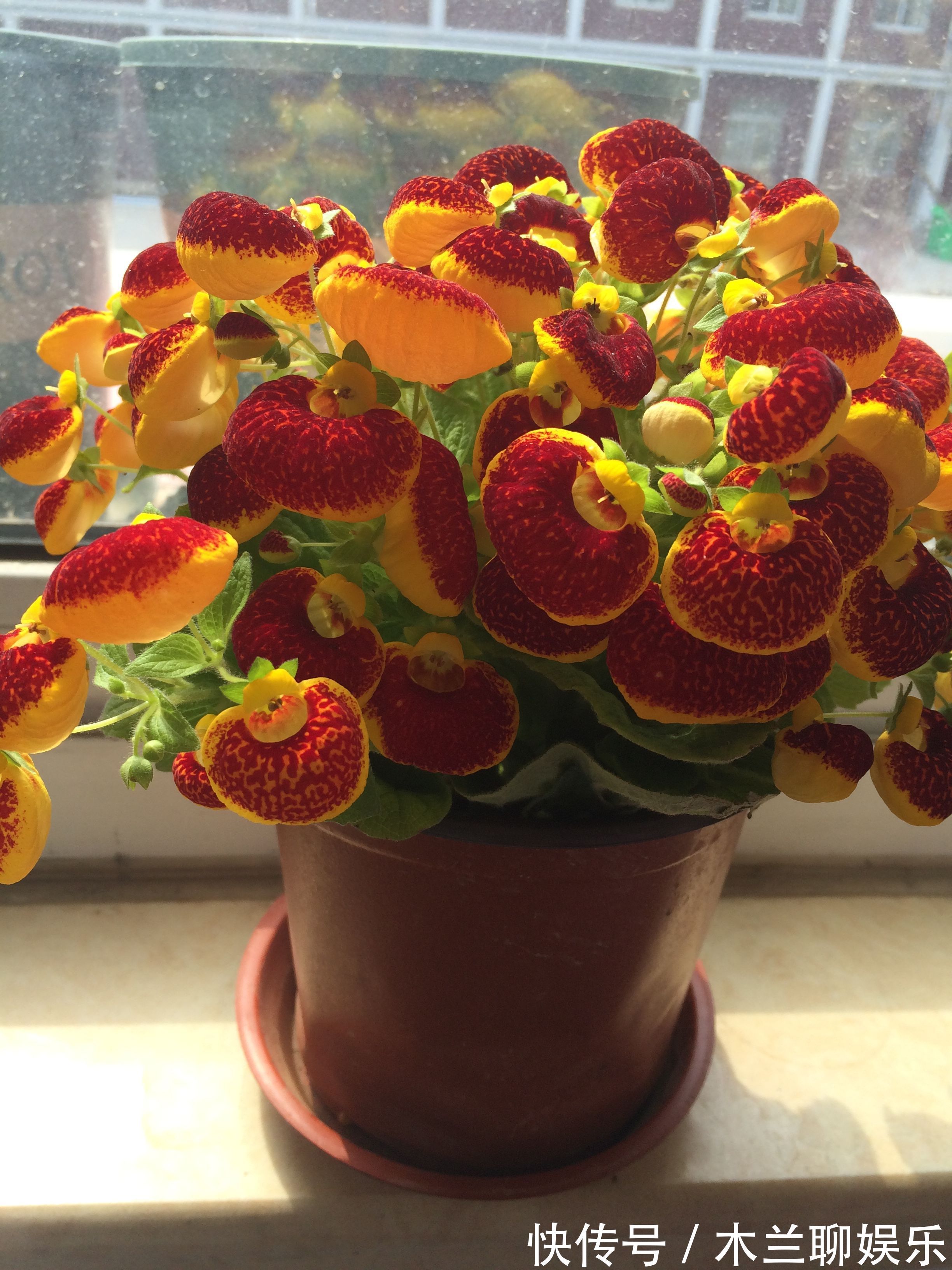 喜欢养花，不如养盆荷包花，其花朵奇特美丽，红花翠叶