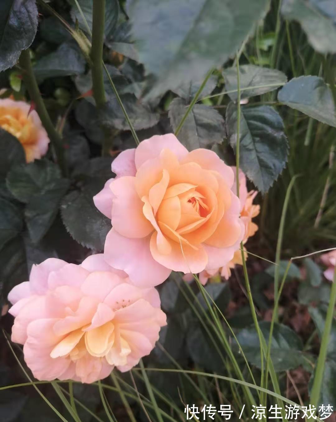 公认难养的10种“漂亮花”,没有几年养花经验,建议别买回家