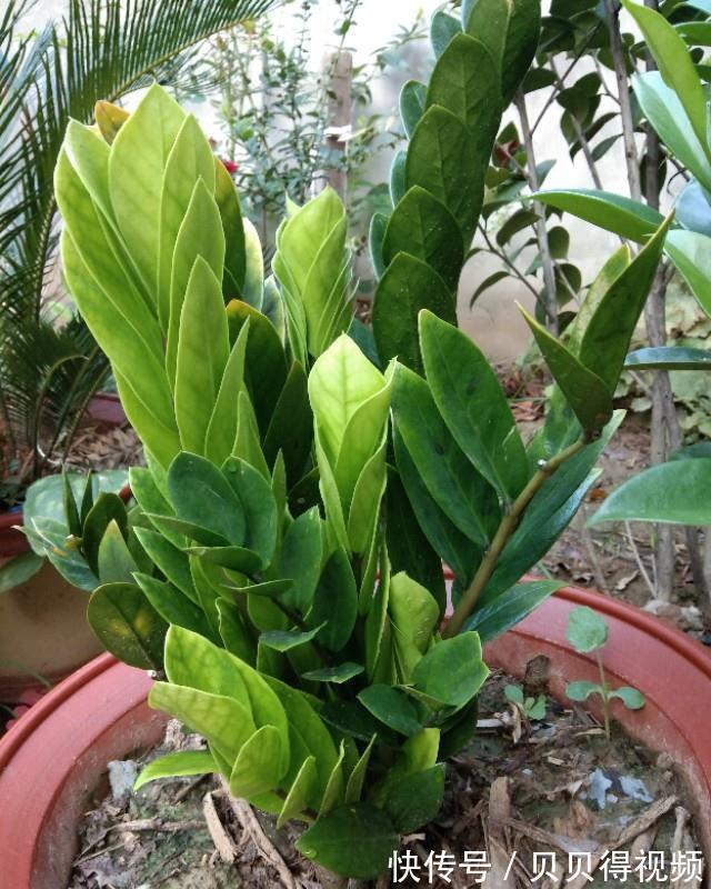 6种“聚财花”,养在家里好兆头,漂亮又大气,还有好运满满