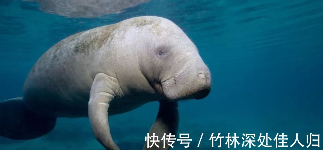 honor|怀孕时间最长的3种动物,海牛榜上有名,怀孕时间达13个月!