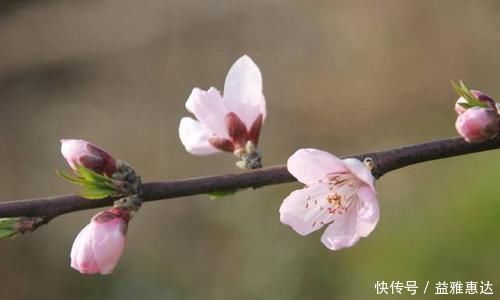 桃花|白居易一首桃花诗，表面上写花，实际上讲自己，读一次心疼一次