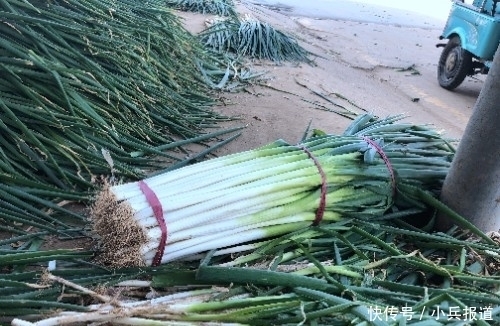 明年|楼房冬天咋保存大葱？教你1妙招，吃到明年春天都不空心、不烂心