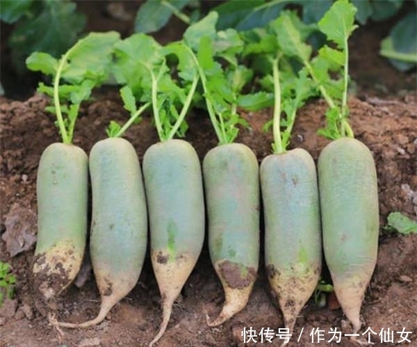 黄唇鱼|法国有鹅肝,俄罗斯有鱼子酱,日本有和牛,中国有什么顶尖食材?