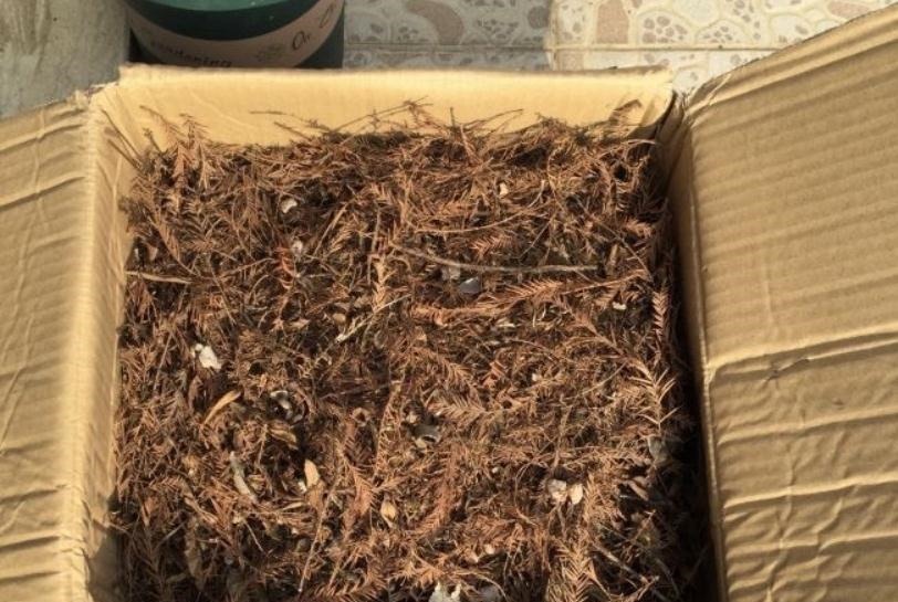 发酵|养花“法宝”松针该怎么用?单独使,加工后用,谨记这些准没错