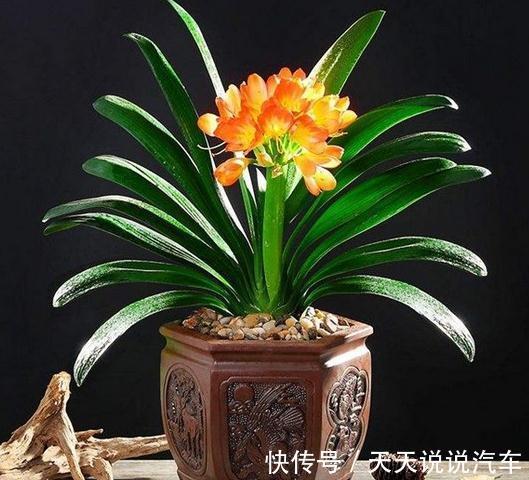 君子兰换盆做好5点,服盆快不烂根