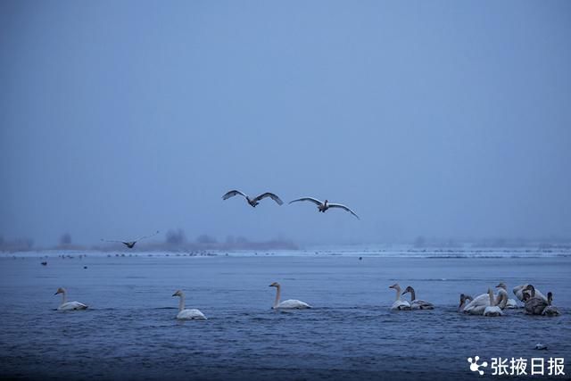 高台湿地|高台湿地大天鹅雪中浪漫起舞湖中游弋