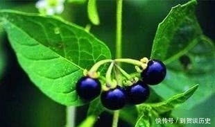 童年记忆大揭秘,黑悠悠黄悠悠真实身份,一种伴着你长大的甜野果