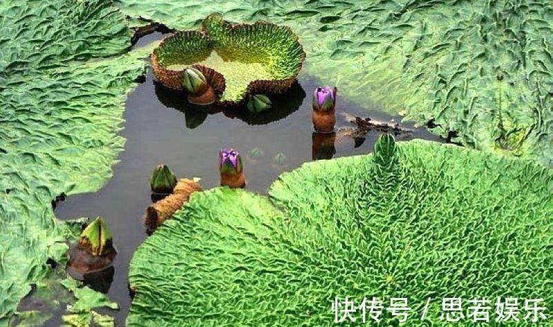 水中人参, 水里捞起来一斤卖十几块钱, 剥开一斤价格达到八十多