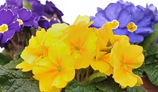 喜欢养花,冬季就养报春花,6点做好后,元旦春节开花多