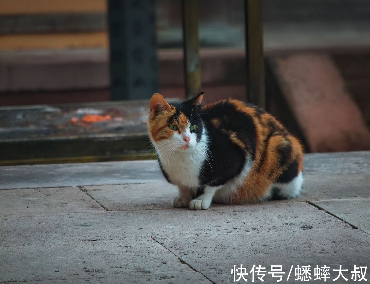 寺庙|质朴亲近又不失肃穆，浙江一唐式寺院亮了，现成思考人生好地方