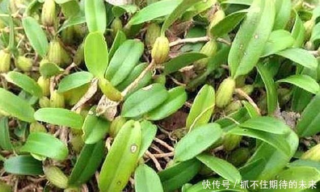 树干|农村一种野草，“喜欢”长在树干上，晒干后每斤40元左右