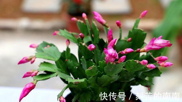 蟹爪兰开完花后“软趴趴”摘摘叶片,补补肥,花开一茬接一茬!