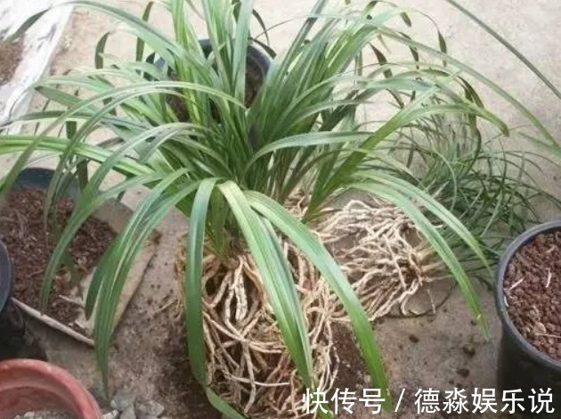 兰花怎么换盆呢不会没关系，老花农手把手的教给你