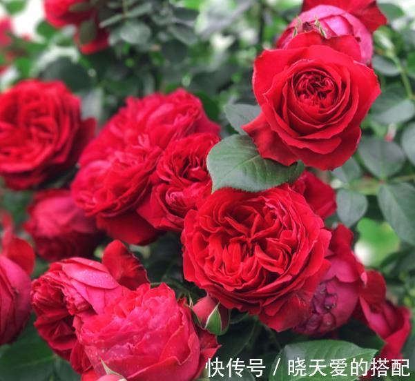 盘点十款经典月季花,每一款都是颜值搭档,总有一款深得你心