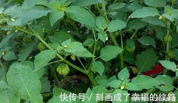 灯笼草|农村这种野草,是一种珍贵中草药,治疗痔疮效果很明显