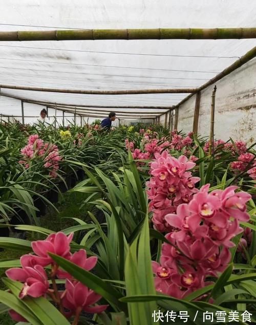 大花蕙兰养殖方法,秘诀不过4点,新手兰友可参考