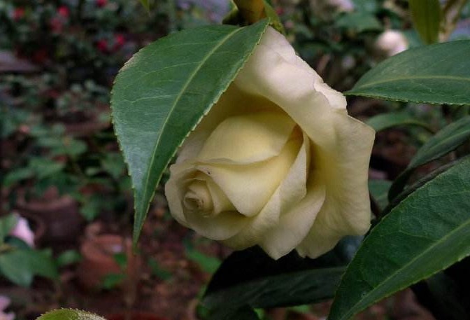 有“3种花朵”比月季还美,一旦绽放,能让人目不转睛,快养一盆