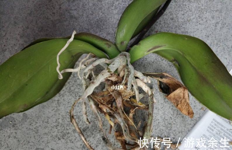 空气再干燥,“12种花”也别喷水,容易黄叶、腐烂和枯萎