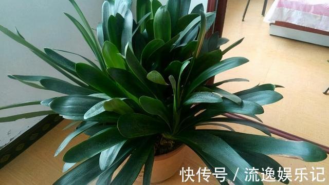 金枝玉叶|7种“富贵花”能活一百年,越养越值钱,家里的“摇钱树”