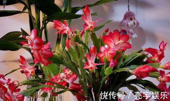 月季花|此款植物最耐寒,适合秋冬养殖,花艳易爆盆,开花一簇一簇,超美