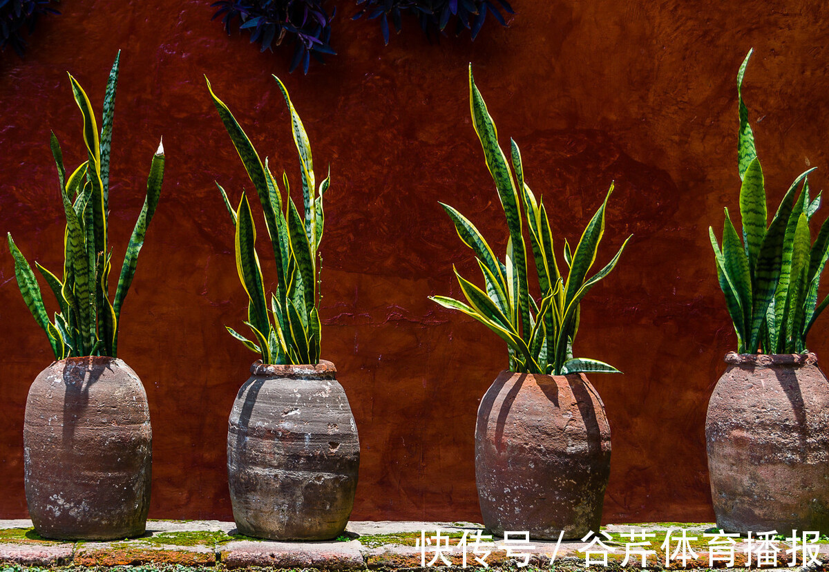 5种漂亮的花，适合养在家里，好养又吉祥，光照少一些也能长得好