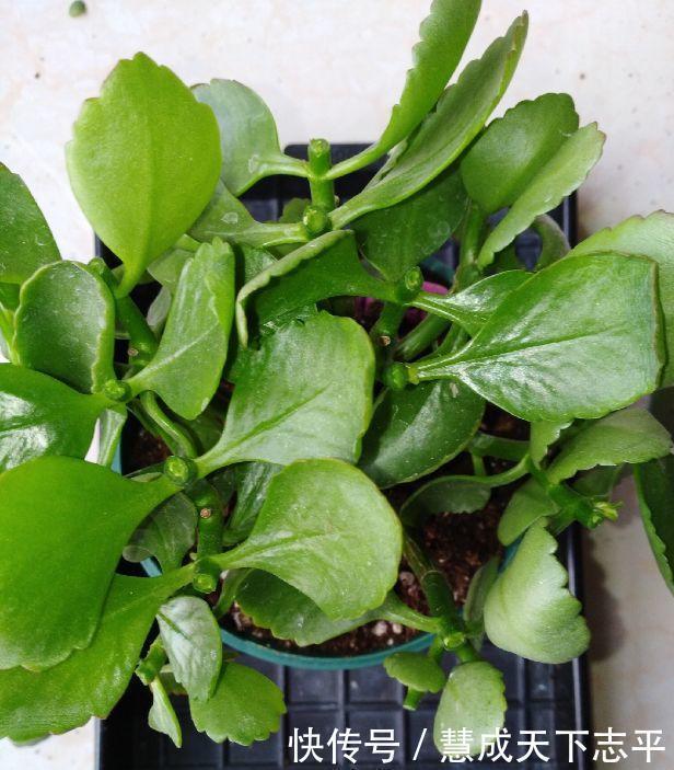 壮观|长寿花“老桩”太难看其实越老越壮观,开成“小花树”