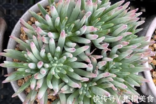 爱杜丽丝是仙女杯属的经典多肉,不但好养且养成老桩后充满沧桑感