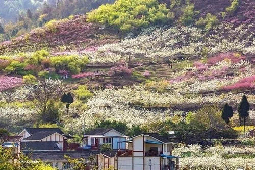 成都第2个龙泉桃花故里，1小时到达没有门票，人少景美的冷门地