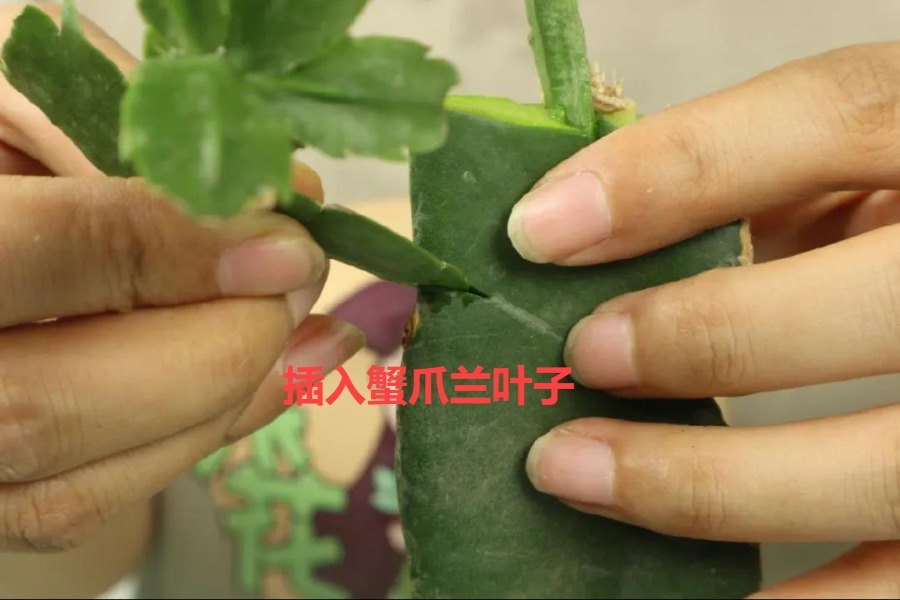 嫁接|嫁接达人,玉树嫁接长寿上,花友直呼内行!