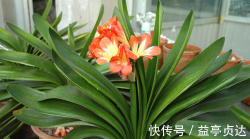 最厉害的养花营养液给君子兰喝一勺，叶片油绿，秋凉早开花