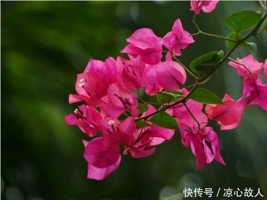 4种花很好养,耐热耐晒更耐旱,株型美观大气,优雅美观