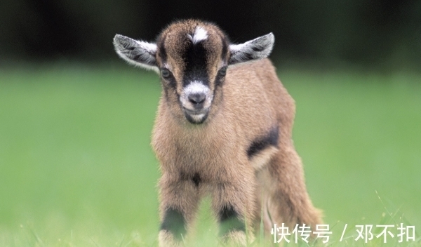 生肖虎|10月31-11月15日，羊、虎、生肖狗运势提点，突破瓶颈，生意兴隆