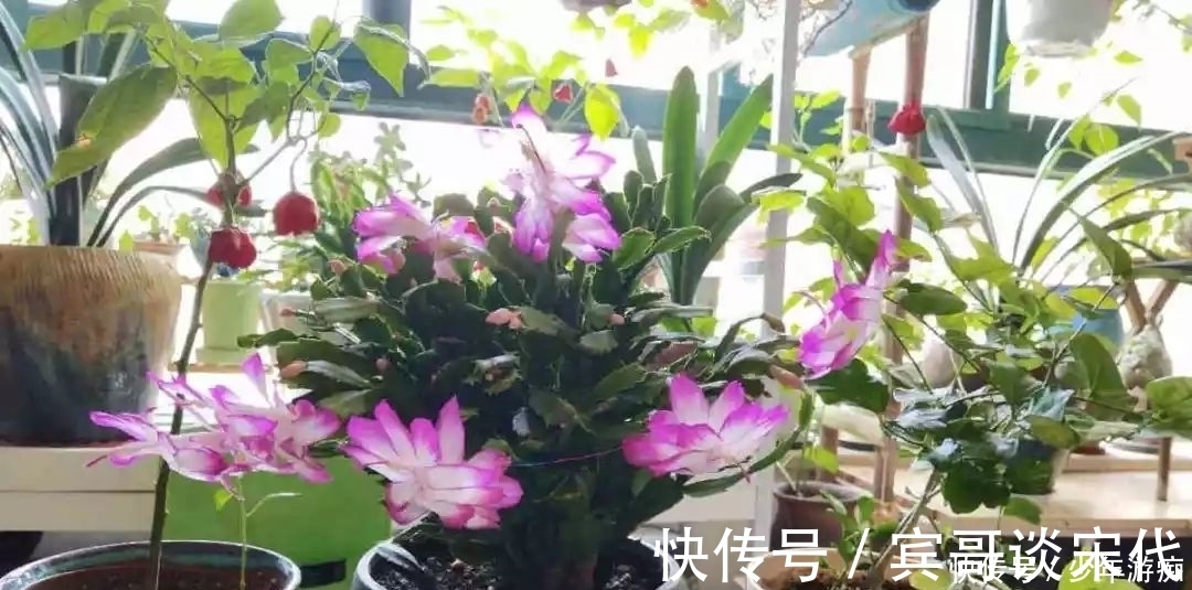 花园|养花技巧:客厅养一堆便宜花,一年四季开不停,没钱也能变花园!