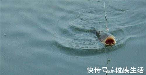 钓鱼|鲤鱼太狡猾不咬钩下次记得用上这招,它再狡猾也会忍不住咬钩