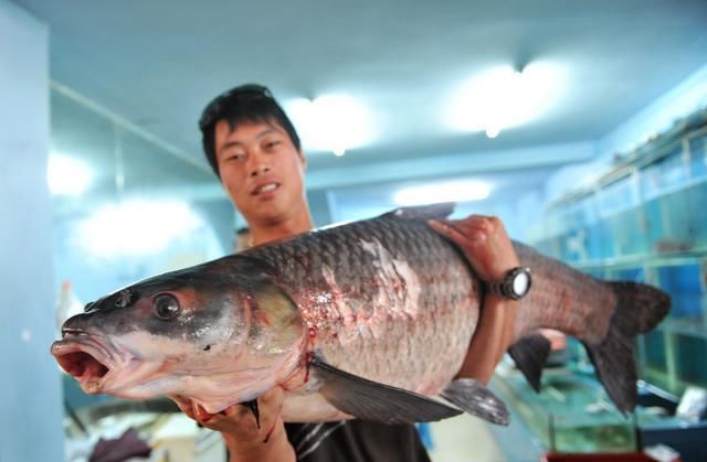 青鱼的“悲哀”：衔着宝石的明星鱼，却因野蛮生长而沦为“废柴”