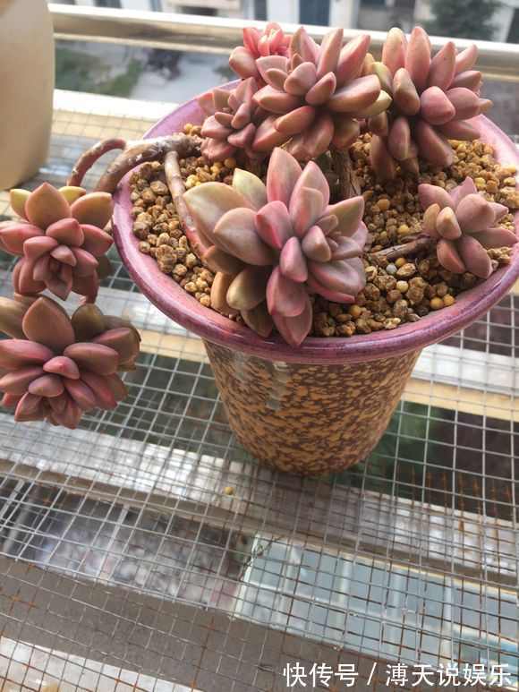 盆里加把灰,多肉一个月胖一圈,答案在这,其实很简单