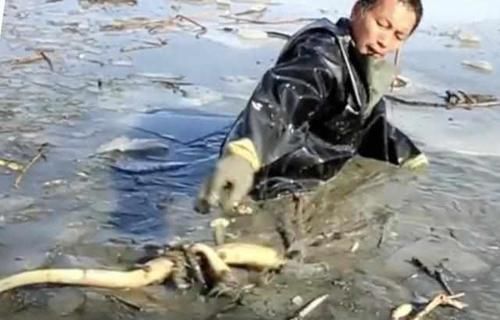 五旬大叔破冰挖藕，每天挖1400斤，每斤赚4毛钱，三天两头感冒