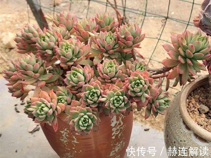 艾伦|姐姐养了9年的多肉,没有买肥就用它,个个长成精!