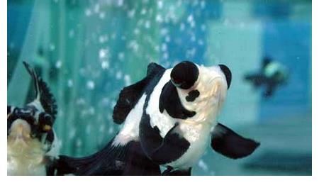 水泡|你会养蛋种金鱼吗？